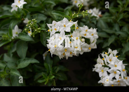 white inflorescence of Solanum laxum vine Stock Photo