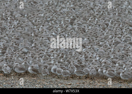 Flock of Red Knot (Calidris canutus) in winter plumage, gathered at high tide roost, Snettisham, RSPB Reserve, Norfolk, England, UK. November. Stock Photo