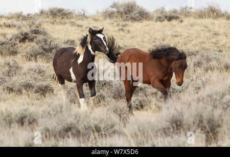 Wild Mustang horse, McCullough Peaks Herd Area, Wyoming, USA. Stock Photo