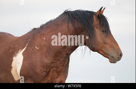 Wild Mustang pinto horse, McCullough Peaks Herd Area, Wyoming, USA. Stock Photo