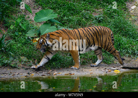 Malayan tiger (Panthera tigris jacksoni), Malaysia. Captive. An Endangered species, only around 500 remain . Stock Photo