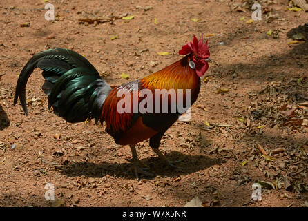 Red junglefowl (Gallus gallus spadiceus) male, Malaysia. Stock Photo