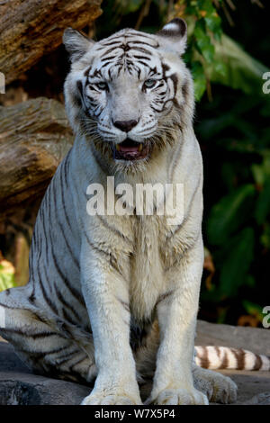 White bengal tiger (Panthera tigris tigris). Captive. Double recessive gene produces pale colour morph. Original wild individuals occurred in India. Now only found in captivity. Stock Photo