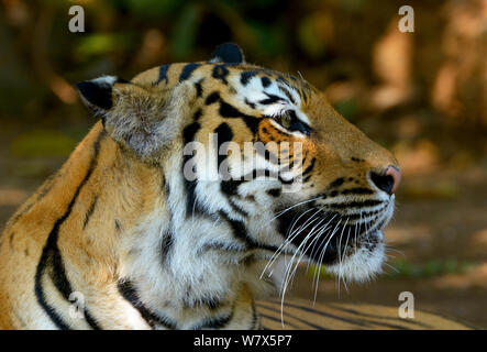 Malayan tiger (Panthera tigris jacksoni), Malaysia. Captive. An Endangered species, only around 500 remain . Stock Photo