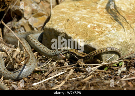 Smooth snake (Coronella austriaca) feeding on a wall lizard. West France, April. Stock Photo