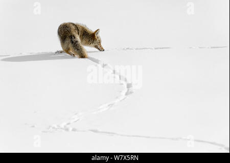 Coyote (Canis latrans)  following trail of footprints in snow, Yellowstone National Park, Wyoming, USA.  January. Stock Photo