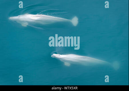 Beluga whales (Delphinapterus leucas) surfacing, aerial view, Svalbard, Norway.  July. Stock Photo