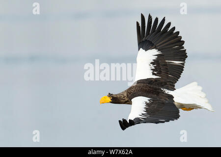 Steller's Sea Eagle (Haliaeetus pelagicus) hunting, Hokkaido, Japan.  February. Stock Photo