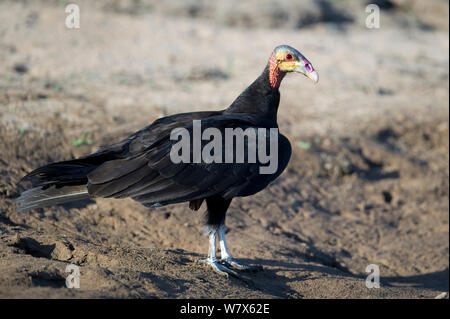 Lesser Yellow-headed Vulture (Cathartes burrovianus)  perched on a river bank, Mato Grosso, Pantanal, Brazil.  August.