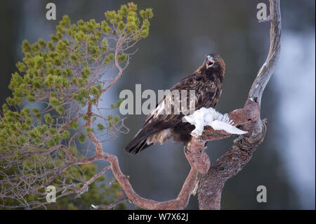 Golden Eagle (Aquila chrysaetos) feeding in tree top, Norway, February. Stock Photo