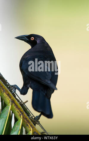 Giant Cowbird (Molothrus oryzivorus)  perched on a palm tree frond, Mato Grosso, Pantanal, Brazil.  August. Stock Photo