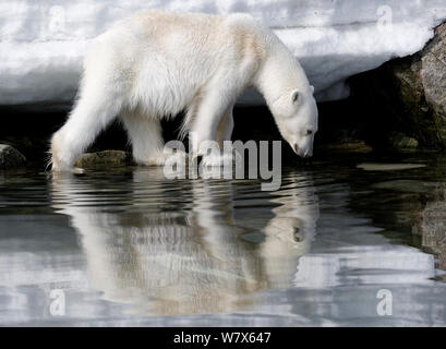 Polar Bear (Ursus maritimus) reflected in coastal, Svalbard, Norway.  July. Stock Photo
