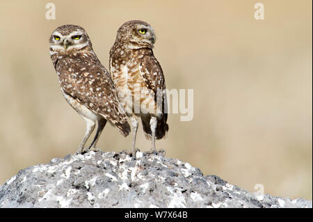 Burrowing Owl (Athene cunicularia) pair at their nesting site, Piaui, Brazil.  July. Stock Photo