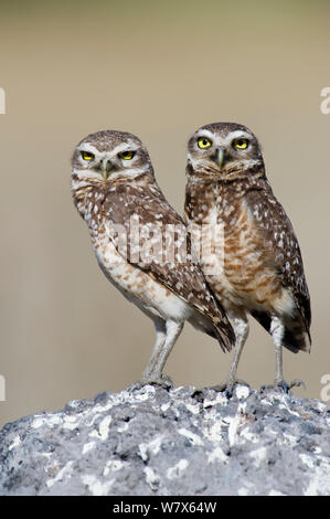 Burrowing Owl (Athene cunicularia)  pair stand at their nesting site, Piaui, Brazil.  July. Stock Photo