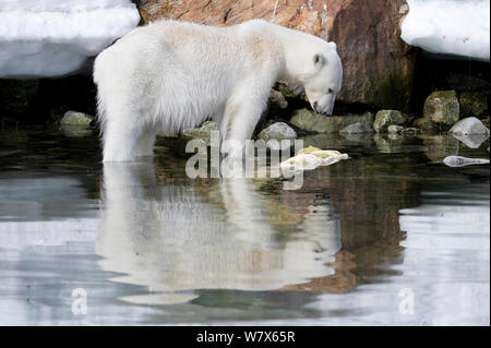 Polar Bear (Ursus maritimus) foraging, Svalbard, Norway.  July. Stock Photo