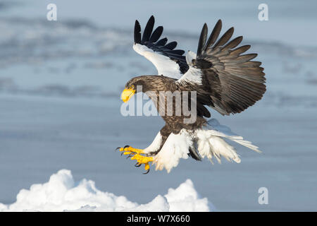 Steller's Sea Eagle (Haliaeetus pelagicus) landing, Hokkaido, Japan.  February. Stock Photo