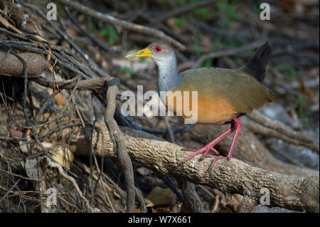Grey-necked Wood Rail (Aramides cajaneus)  foraging along the water's edge, Mato Grosso, Pantanal, Brazil.  August. Stock Photo