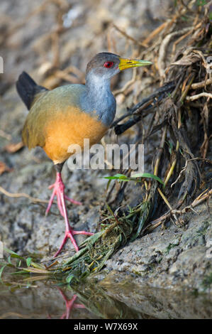 Grey-necked Wood Rail (Aramides cajaneus) foraging along the water's edge, Mato Grosso, Pantanal, Brazil.  August. Stock Photo