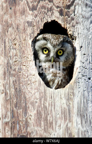 Tengmalm's Owl, Boreal Owl (Aegolius funereus) looking out from its nest hole, Norway. Stock Photo