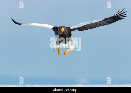 Steller's Sea Eagle (Haliaeetus pelagicus) hunting, Hokkaido, Japan.  February. Stock Photo