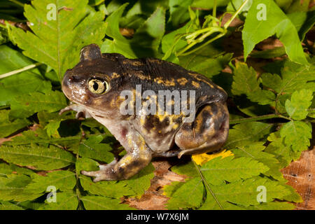 Eastern spadefoot toad (Scaphiopus holbrookii). West Florida, USA, March. Stock Photo