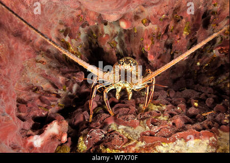 Caribbean spiny lobster (Panulirus argus) in Giant barrel sponge (Xestospongia muta), San Salvador Island / Colombus Island, Bahamas. Caribbean. Stock Photo