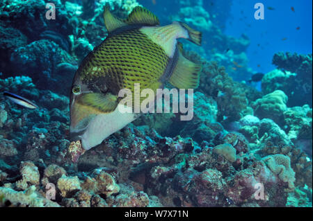 Giant triggerfish (Balistoides viridescens) building its nest,  Sudan. Red Sea. Stock Photo