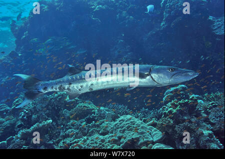 Great barracuda (Sphyraena barracuda) on reef,  Sudan. Red Sea. Stock Photo
