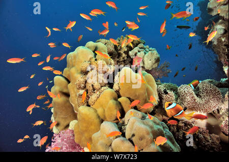 Coral drop off with hard corals (Porites) and jewel fairy basslets (Pseudanthias squamipinnis) and two-band anemonefish (Amphiprion bicinctus) in a Mertens&#39; sea anemone (Stichodactyla mertensii) Sudan. Red Sea. Stock Photo