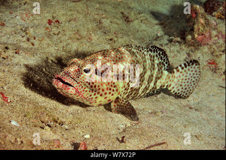 Greasy grouper (Epinephelus tauvina) Maldives. Indian Ocean. Stock Photo