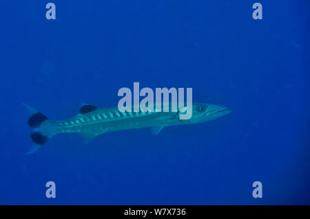 Great barracuda (Sphyraena barracuda) in open water,  Maldives. Indian Ocean. Stock Photo