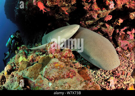 Diver near two Nurse sharks (Nebrius ferrugineus) resting,  Maldives. Indian Ocean. April 2013. Stock Photo