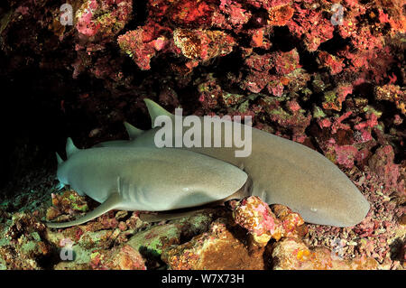 Two nurse sharks (Nebrius ferrugineus) resting on sea floor,  Maldives. Indian Ocean. Stock Photo