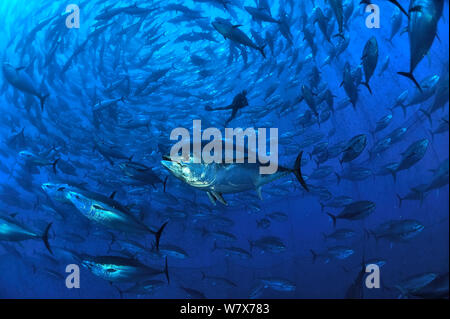 Atlantic bluefin tuna (Thunnus thynnus) within tuna farm, containing around 1000 per net. Saint Paul's Bay, Malta. Mediterranean Sea. Stock Photo