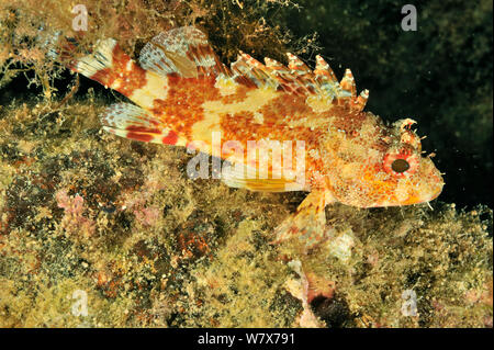 Small red scorpionfish / small rockfish (Scorpaena notata), Gozo Island, Malta. Mediterranean Sea. Stock Photo