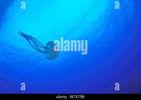 Luminescent jellyfish / mauve stinger (Pelagia noctiluca) in open water, Gozo Island, Malta. Mediterranean Sea.