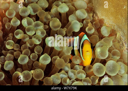 Twobar anemonefish / clownfish (Amphiprion allardi) in a Bulb-tentacle sea anemone (Entacmaea quadricolor) Madagascar. Indian Ocean. Stock Photo