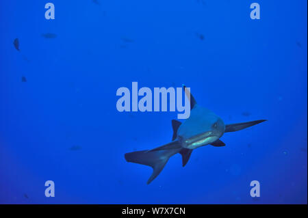 White tip shark (Triaenodon obesus) swimming in open water, Revillagigedo islands, Mexico. Pacific Ocean. Stock Photo