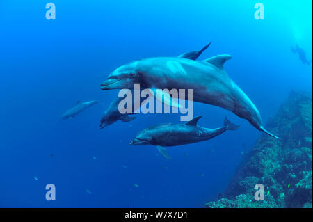 Group of Bottlenose dolphins (Tursiops truncatus) swimming near  reef with a diver in the background, Revillagigedo islands, Mexico. Pacific Ocean. June 2012. Stock Photo