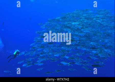 Diver in front of a school of Bigeye trevally / jacks (Caranx sexfasciatus), Cocos island, Costa Rica. Pacific ocean. December 2010. Stock Photo