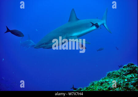 Silky shark (Carcharhinus falciformis) with a Scalloped hammerhead (Sphyrna lewini) in the background, Cocos island, Costa Rica. Pacific ocean. Stock Photo