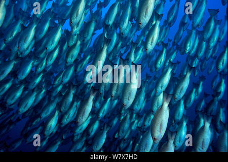 School of Jordan's / Whipper snappers (Lutjanus jordani), Cocos island, Costa Rica. Pacific ocean. Stock Photo