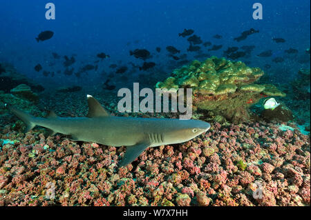 White tip shark (Triaenodon obesus) resting on sea floor, Cocos island, Costa Rica. Pacific ocean. Stock Photo