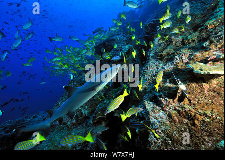 White tip shark (Triaenodon obesus) swimming near the coral reef drop off among a school of Blue-and-gold snappers (Lutjanus viridis), Cocos island, Costa Rica. Pacific ocean. Stock Photo