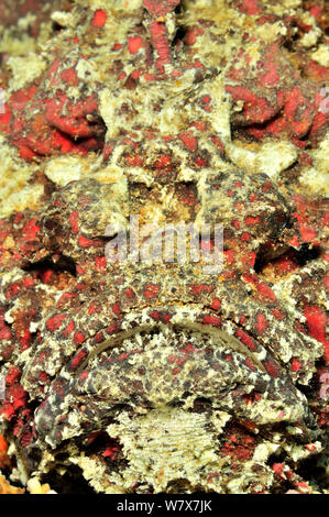 Reef stonefish (Synanceia verrucosa) close up, highly venomous species. Maldives. Indian Ocean. Stock Photo