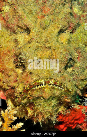 Reef stonefish (Synanceia verrucosa) close up, highly venomous species. Maldives. Indian Ocean. Stock Photo