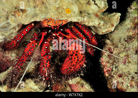 White spot hermit crab (Dardanus megistos) at night,  Maldives. Indian Ocean. Stock Photo