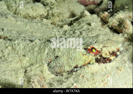 Variegated lizardfish (Synodus variegatus) buried in the sand,  Maldives. Indian Ocean. Stock Photo