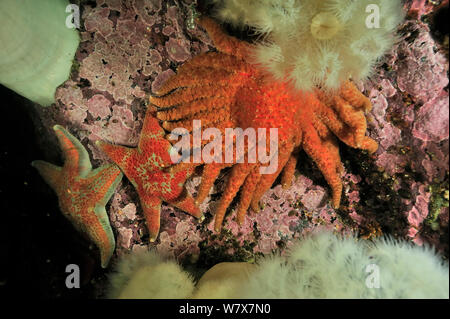 Sunflower sea star (Pycnopodia helianthoides) and two leather stars (Dermasterias imbricata) among giant plumrose anemones (Metridium giganteum), Alaska, USA, Gulf of Alaska. Pacific ocean. Stock Photo