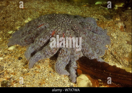 Sunflower sea star (Pycnopodia helianthoides), Alaska, USA, Gulf of Alaska. Pacific ocean. Stock Photo